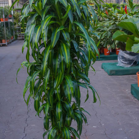 pflanzen_00018.jpg-thumbnail